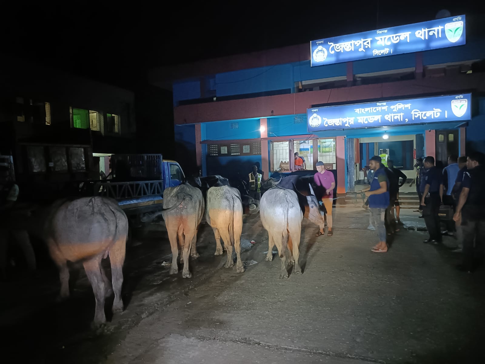 জৈন্তাপুর রাতে অভিযান চালিয়ে ৭টি ভারতীয় মহিষ আটক করলো পুলিশ
