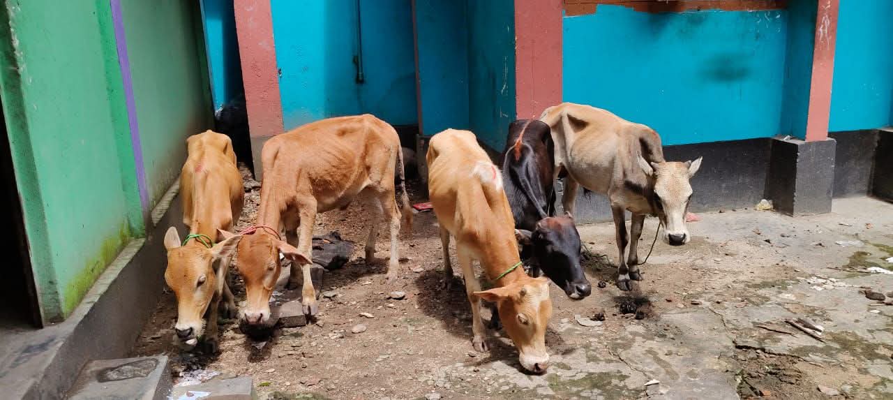 জৈন্তাপুরে পুলিশের অভিযানে-৫ টি ভারতীয় গরু আটক