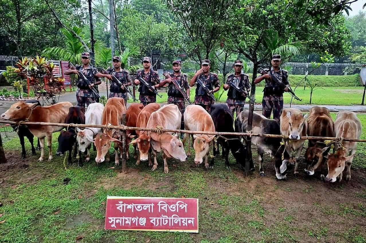 সুনামগঞ্জে নৌকাসহ ৩২টি ভারতীয় গরু আটক করেছে বিজিবি