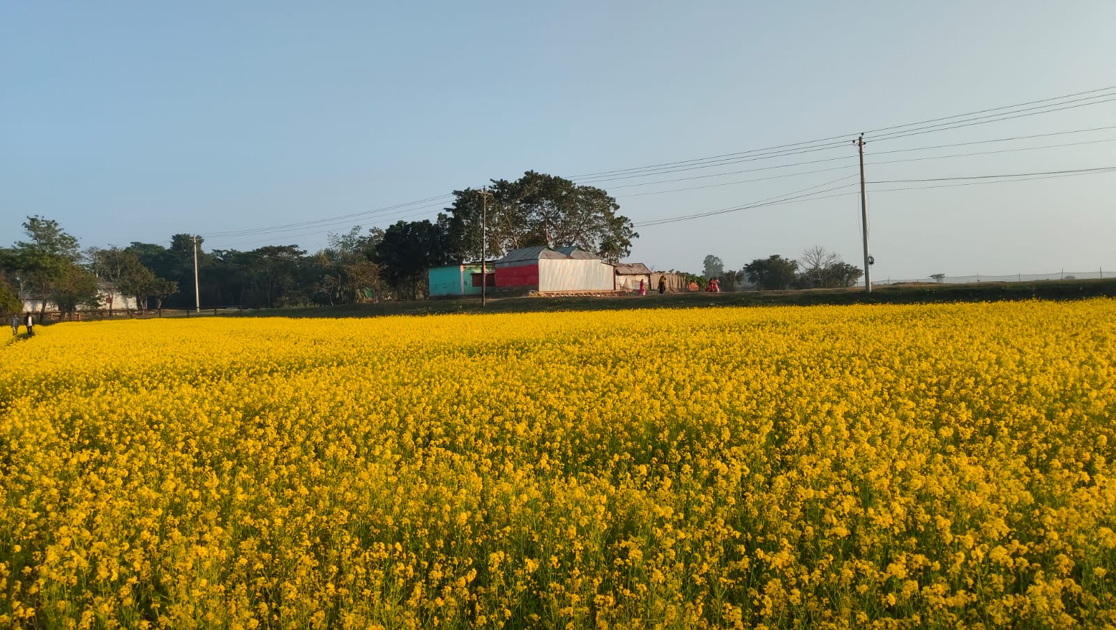 মধ্যনগর উপজেলায় সরিষার বাম্পার ফলন-তবুও ন্যায্য দাম নিয়ে শঙ্কায় কৃষক