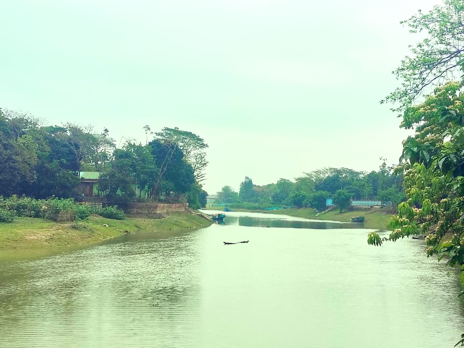 অকাল বৃষ্টিতে নদ-নদীতে পানি: হাওরে ফসলহানির শঙ্কায় কৃষকের চোখে ঘুম নেই