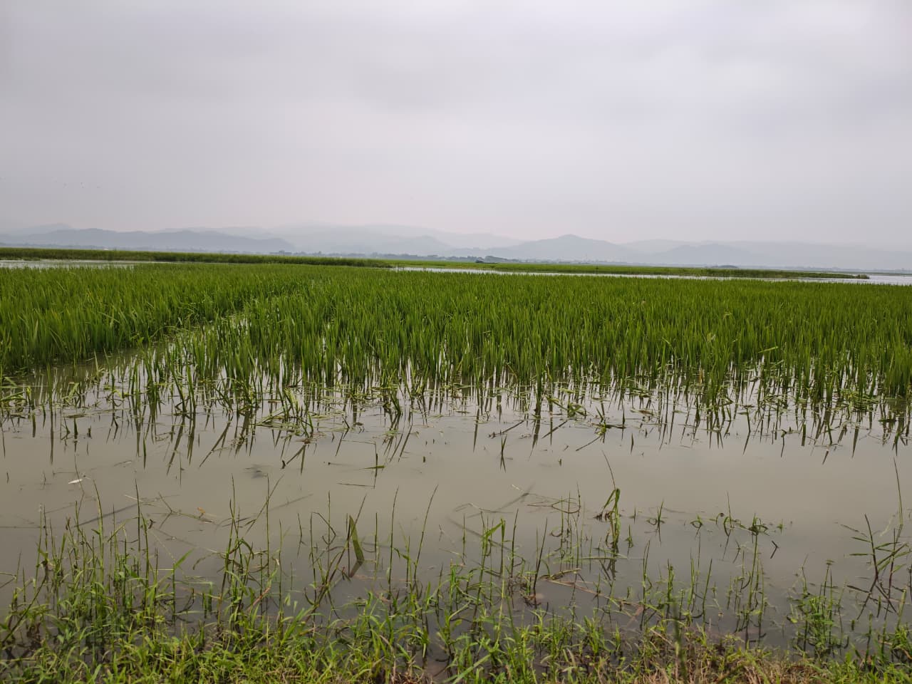 মধ্যনগরে টানা বৃষ্টিতে হাওরে জলাবদ্ধতায় বোরো ধানে পচনের আশঙ্কা