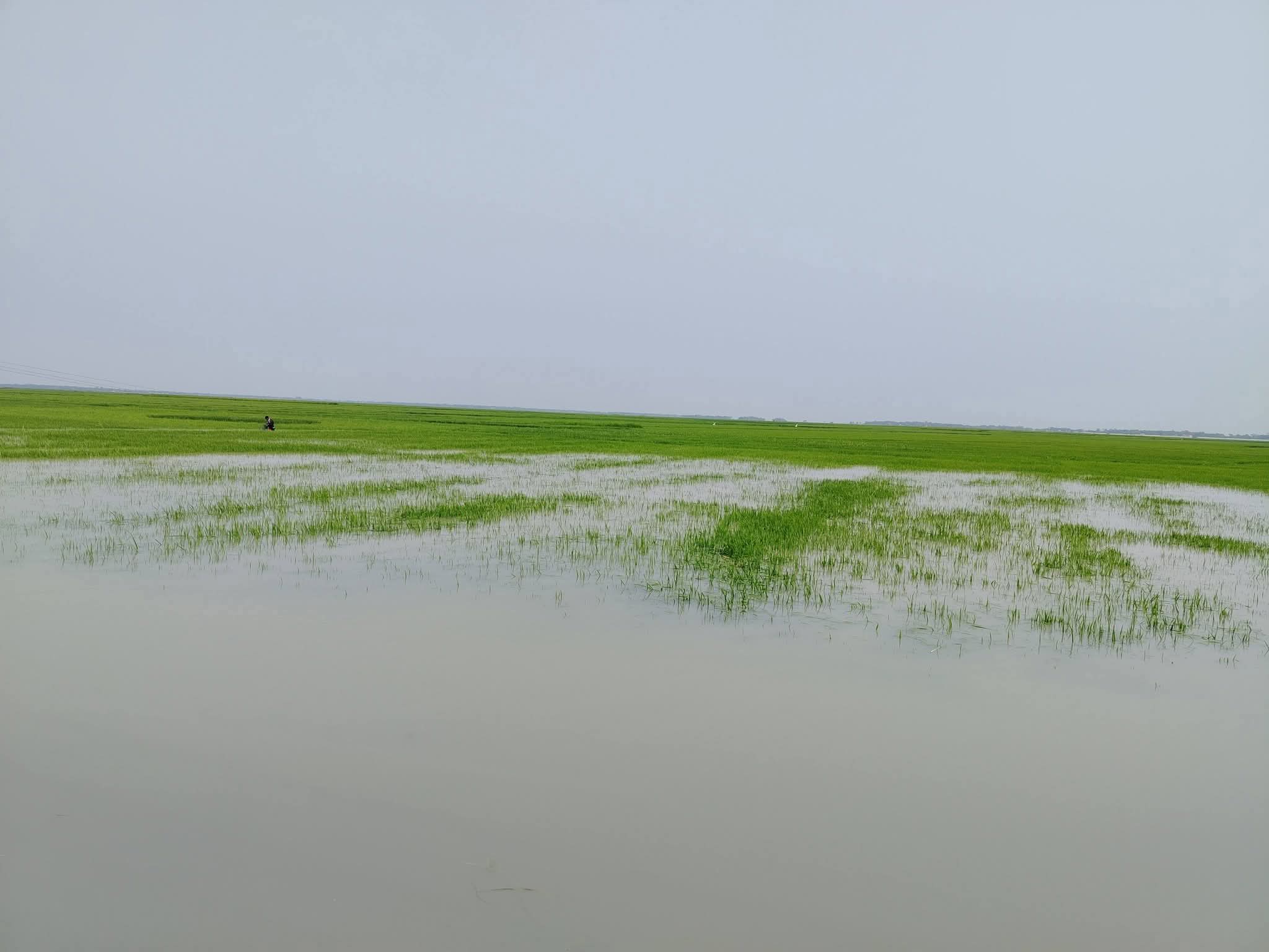 হাওরে কোটি টাকার বাঁধ এখন কৃষকের গলার ফাঁস: অপরিকল্পিত প্রকল্পে ডুবছে বোরো স্বপ্ন ​