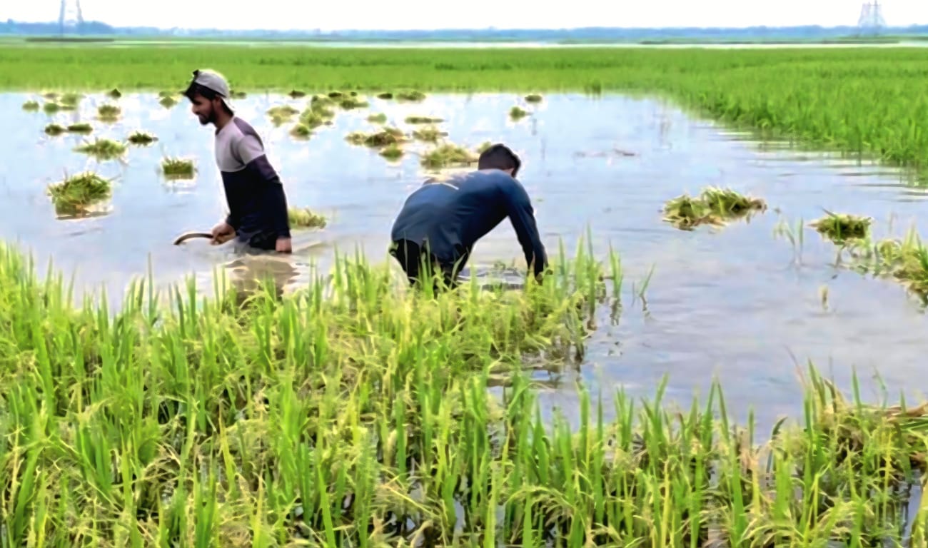 মধ্যনগরে বুরো ধানের বাম্পার ফলন-তবুও ত্রিমুখী সংকটে কৃষক