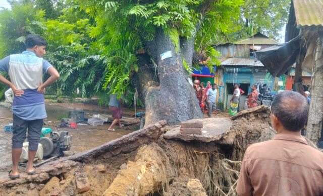 টানা বৃষ্টিতে মধ্যনগরে শতবর্ষী রেন্টি গাছ উপড়ে বিপত্তি: অল্পের জন্য রক্ষা