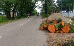 ছাতক-গোবিন্দগঞ্জ সড়কে ৪৩৪ গাছ কাটায় জনমনে নানা প্রশ্ন