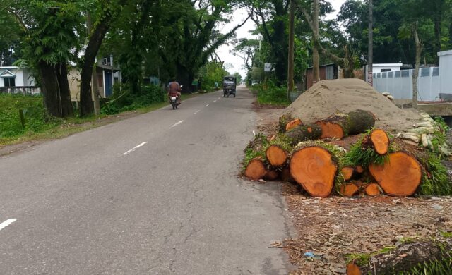 ছাতক-গোবিন্দগঞ্জ সড়কে ৪৩৪ গাছ কাটায় জনমনে নানা প্রশ্ন