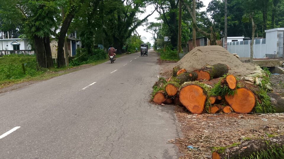 ছাতক-গোবিন্দগঞ্জ সড়কে ৪৩৪ গাছ কাটায় জনমনে নানা প্রশ্ন
